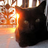 2010-06-02 Lonesome catgirl_l.jpg